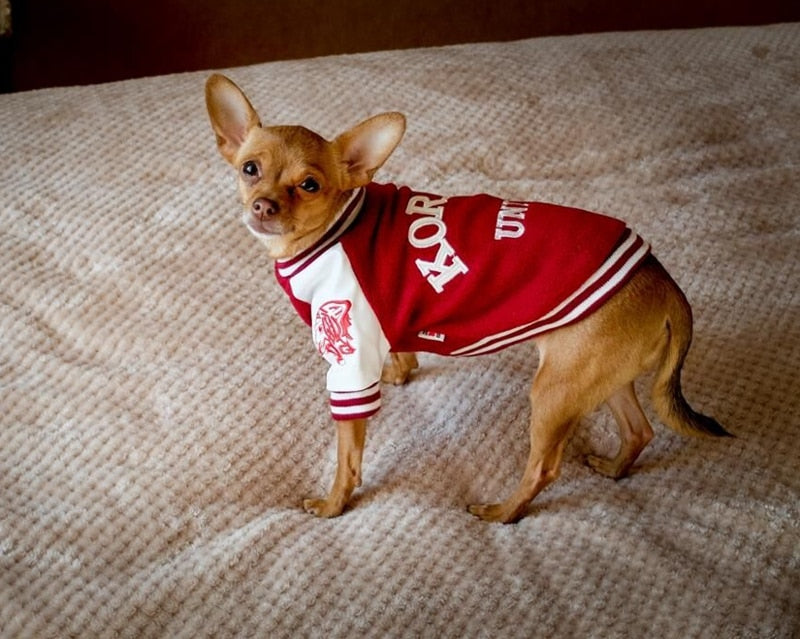 Pull Université pour Chien - Style Coréen Bouledogue