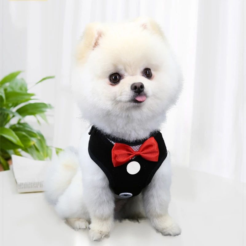 Harnais Laisse Gilet pour Chien - Petite et Moyenne Race