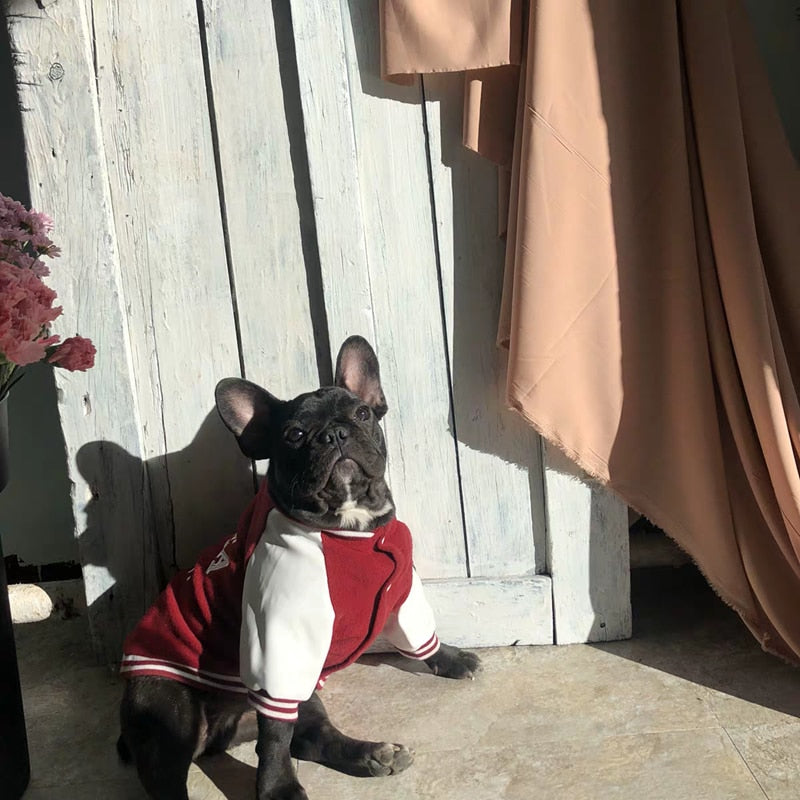 Pull Université pour Chien - Style Coréen Bouledogue