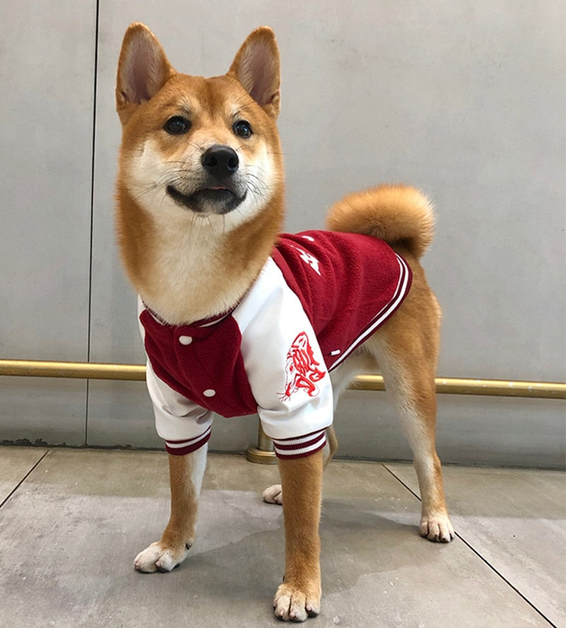 Pull Université pour Chien - Style Coréen Bouledogue